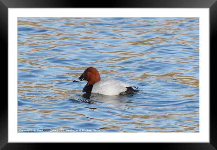 Pochard swimming in the lake Framed Mounted Print by David Hughes