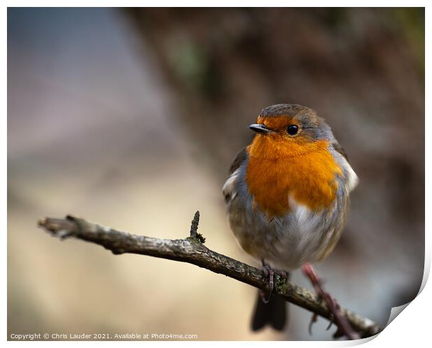 Robin Print by Chris Lauder