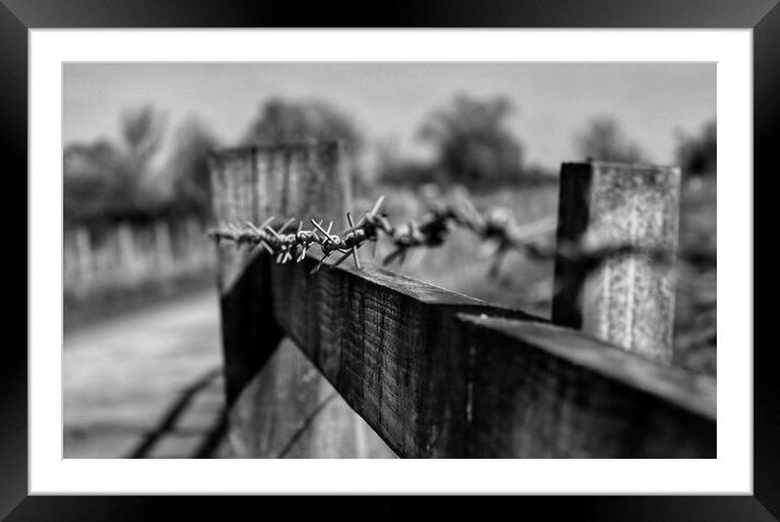 Barbed beauty Framed Mounted Print by Mandie Jarvis