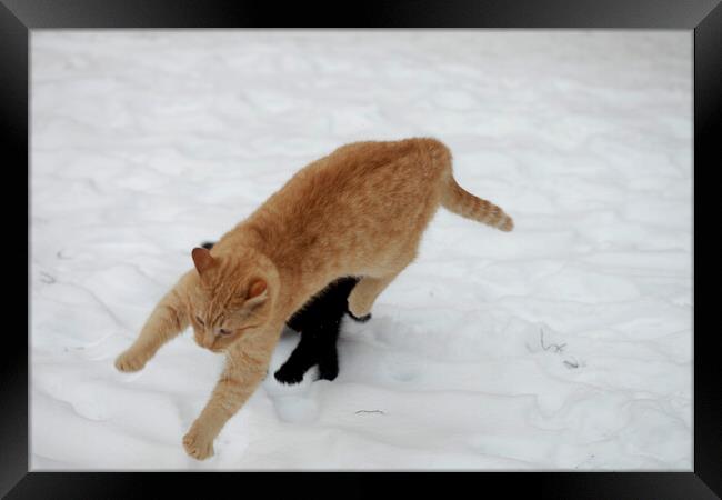 A cat playing with a frisbee in the snow Framed Print by Olena Ivanova