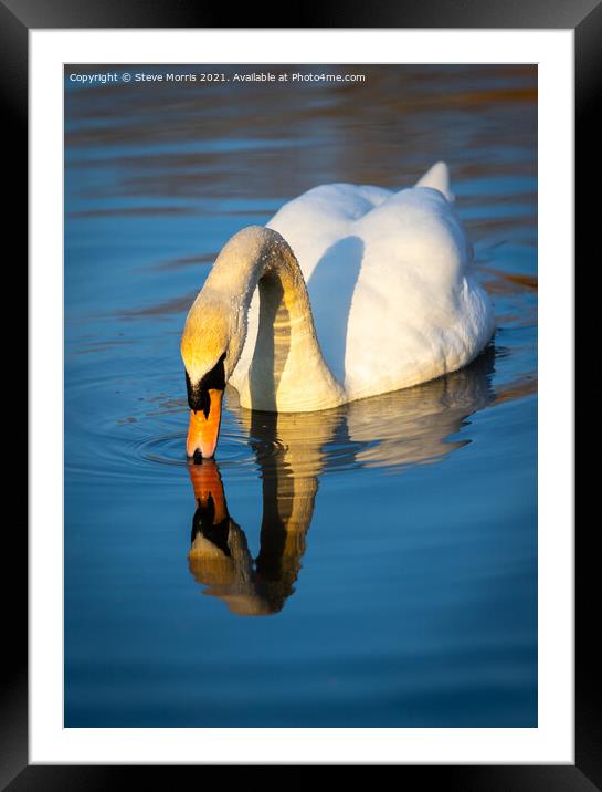Mute Swan  Framed Mounted Print by Steve Morris