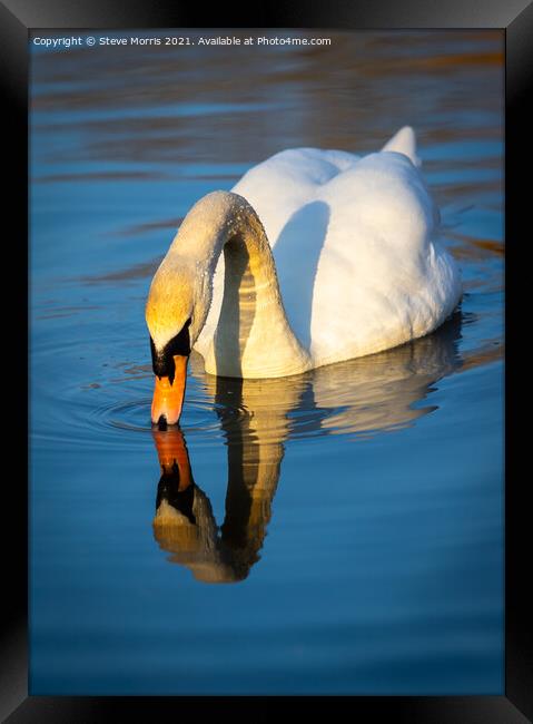 Mute Swan  Framed Print by Steve Morris