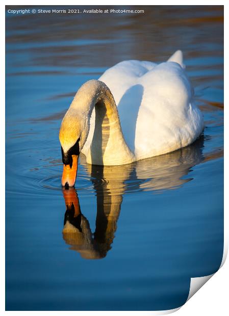 Mute Swan  Print by Steve Morris
