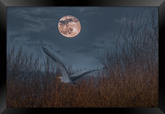 Heron in the Moonlight Framed Print by Duncan Loraine