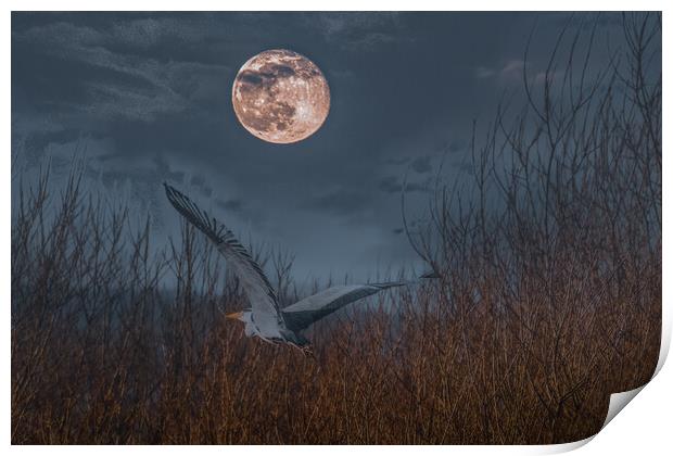 Heron in the Moonlight Print by Duncan Loraine