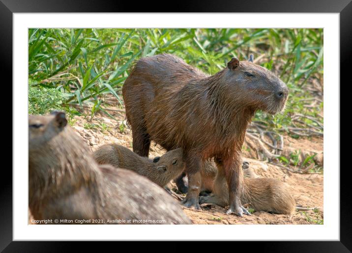 Capybaras in the Pantanal region of Brazil Framed Mounted Print by Milton Cogheil