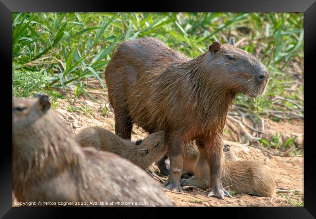 Capybaras in the Pantanal region of Brazil Framed Print by Milton Cogheil