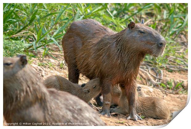 Capybaras in the Pantanal region of Brazil Print by Milton Cogheil