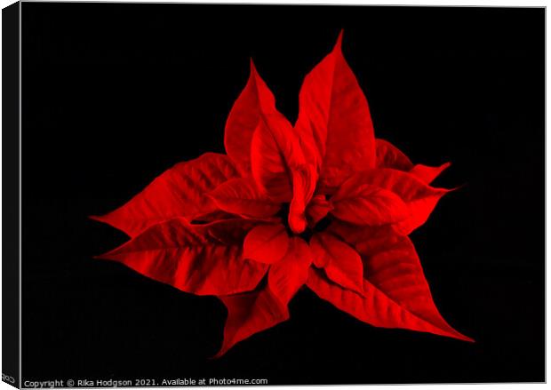 Deep Red Poinsettia Flower Canvas Print by Rika Hodgson