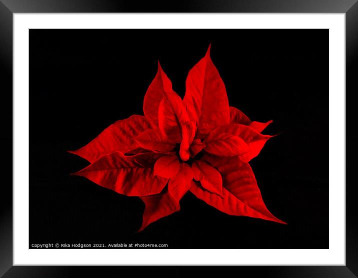 Deep Red Poinsettia Flower Framed Mounted Print by Rika Hodgson