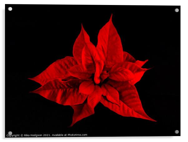 Deep Red Poinsettia Flower Acrylic by Rika Hodgson