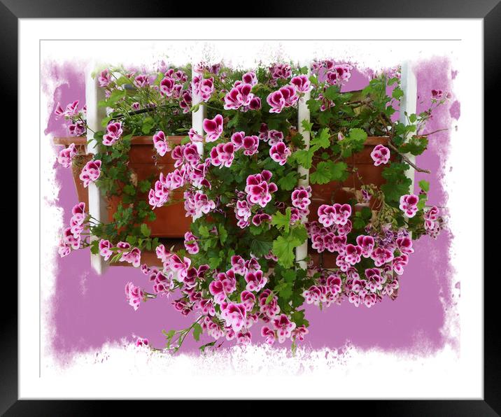 Vibrant Geranium Blossoms Framed Mounted Print by Deanne Flouton