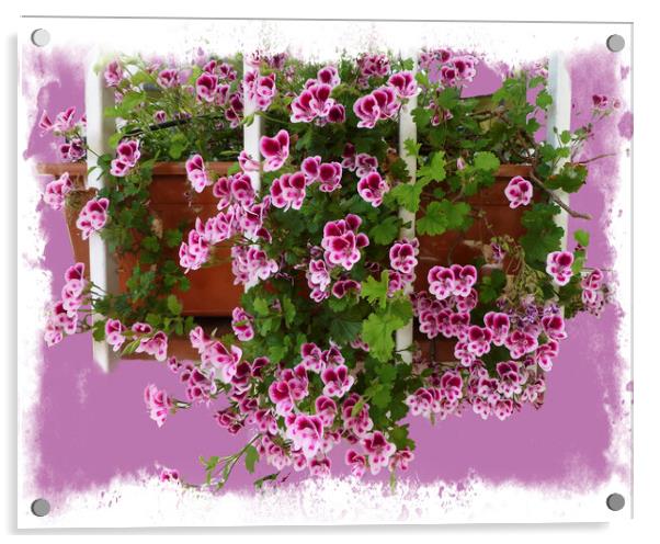 Vibrant Geranium Blossoms Acrylic by Deanne Flouton