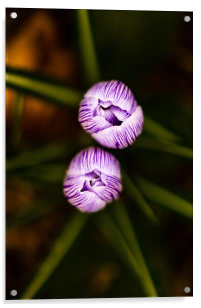 Tulips Acrylic by Wayne Howes