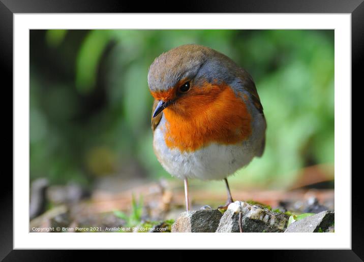 Robin on a wall Framed Mounted Print by Brian Pierce