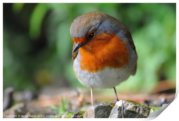 Robin on a wall Print by Brian Pierce