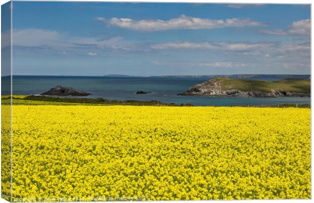 Corn Marigolds at West Pentire  Canvas Print by Brian Pierce