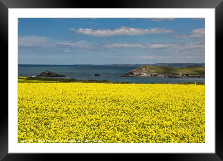 Corn Marigolds at West Pentire  Framed Mounted Print by Brian Pierce