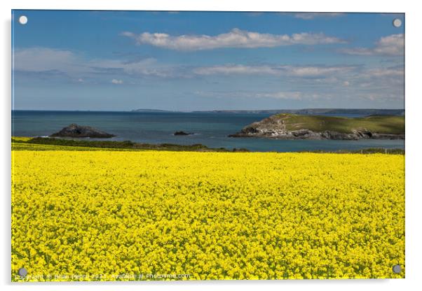 Corn Marigolds at West Pentire  Acrylic by Brian Pierce