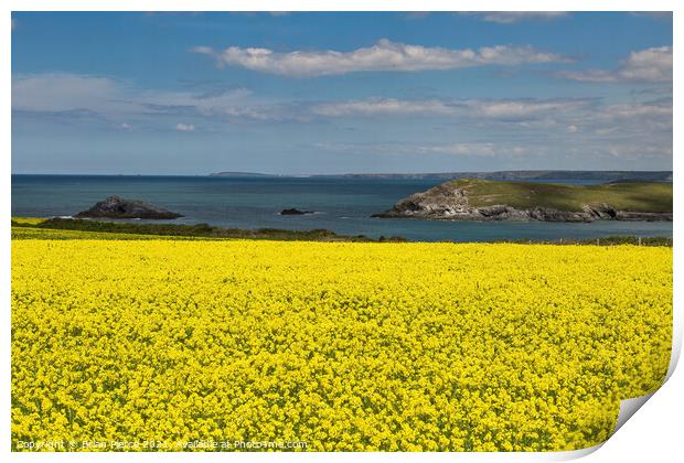 Corn Marigolds at West Pentire  Print by Brian Pierce