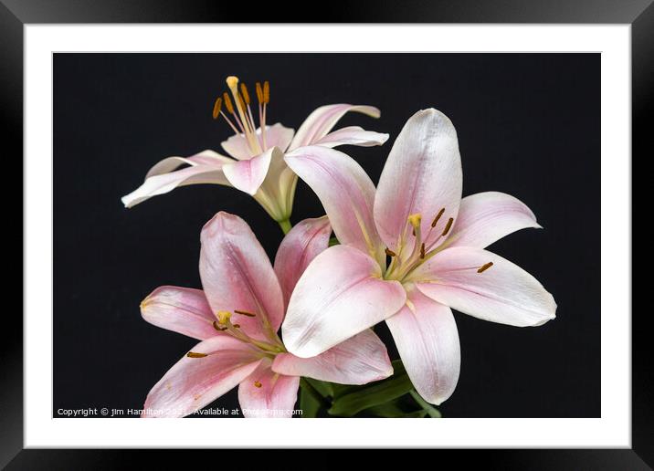 Asiatic Lily Framed Mounted Print by jim Hamilton