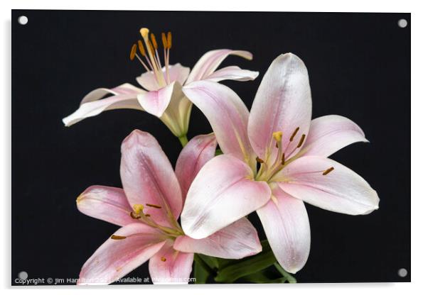 Asiatic Lily Acrylic by jim Hamilton