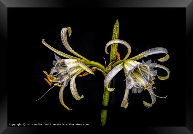 Spider Lily Framed Print by jim Hamilton