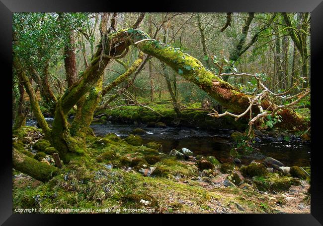 Enchanting Woodland Stream Framed Print by Stephen Hamer