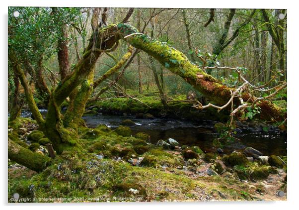 Enchanting Woodland Stream Acrylic by Stephen Hamer