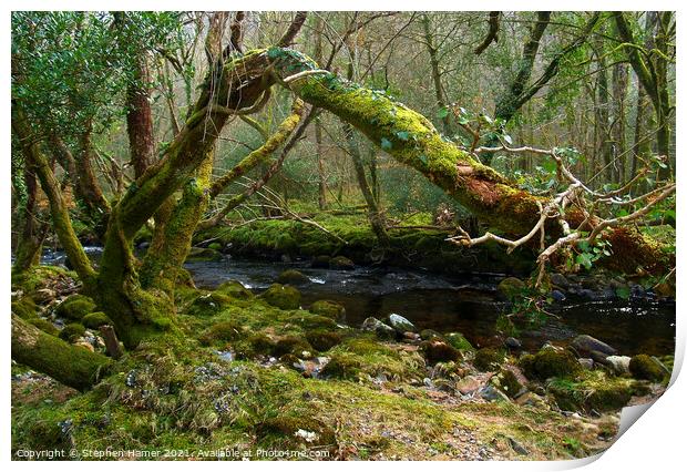 Enchanting Woodland Stream Print by Stephen Hamer
