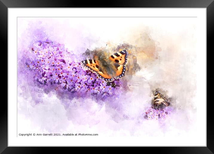 Tortoiseshell Butterfly on a Buddleia Framed Mounted Print by Ann Garrett