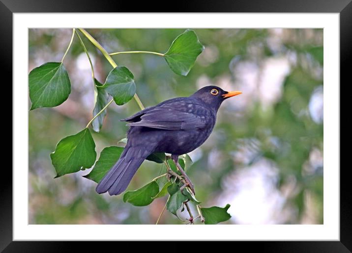 Blackbird, Male Framed Mounted Print by Bryan 4Pics
