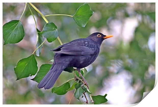 Blackbird, Male Print by Bryan 4Pics