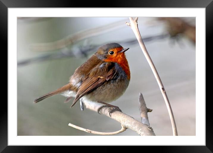 Robin or robin redbreast, Erithacus rubecula Framed Mounted Print by Bryan 4Pics