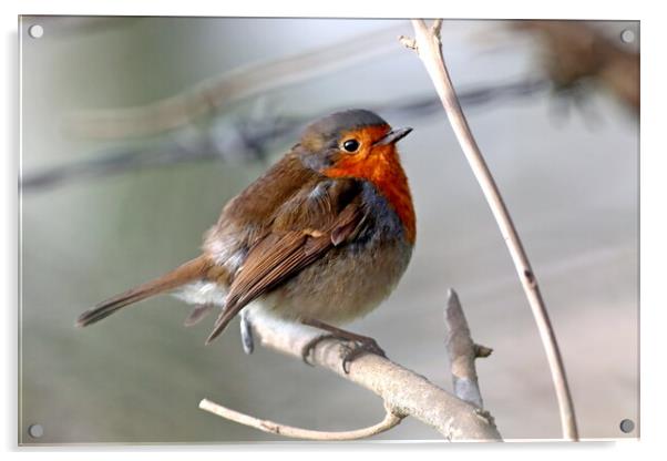 Robin or robin redbreast, Erithacus rubecula Acrylic by Bryan 4Pics