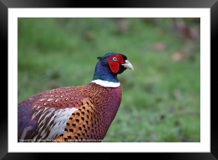 Pheasant Framed Mounted Print by Simon Marlow