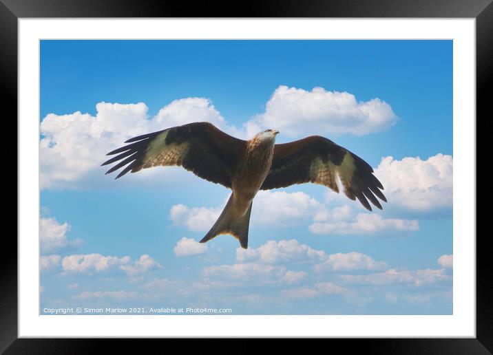 Red Kite Framed Mounted Print by Simon Marlow