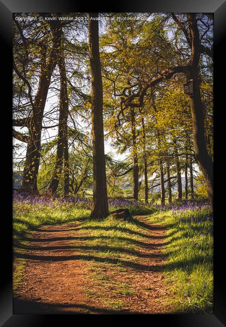 Path through the Bluebells Framed Print by Kevin Winter