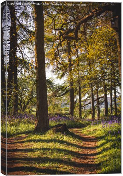 Path through the Bluebells Canvas Print by Kevin Winter