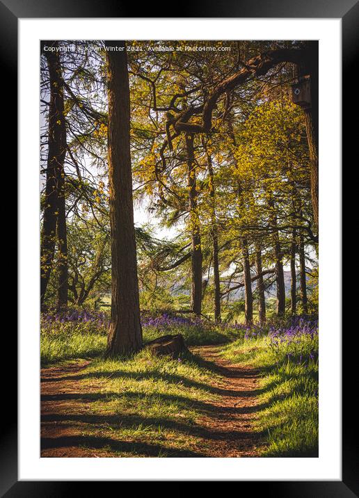 Path through the Bluebells Framed Mounted Print by Kevin Winter