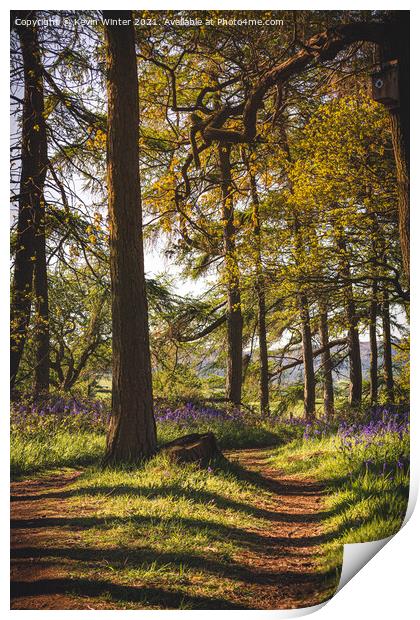 Path through the Bluebells Print by Kevin Winter
