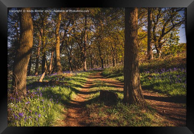 Path through the Bluebells Framed Print by Kevin Winter
