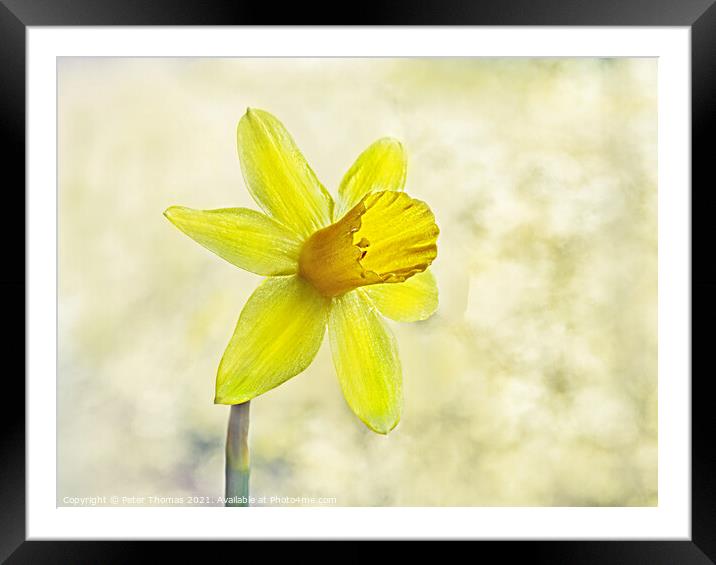 The National Flower of Wales Framed Mounted Print by Peter Thomas