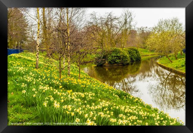 Daffodils in Sefton Park Liverpool Framed Print by Phil Longfoot