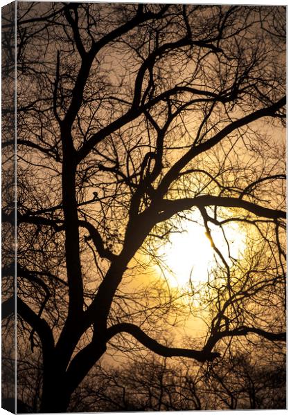 The Sun's Caught Up In A Tree Canvas Print by STEPHEN THOMAS
