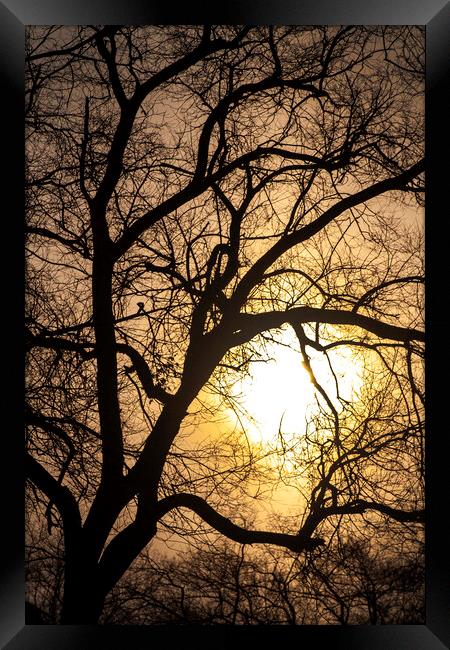 The Sun's Caught Up In A Tree Framed Print by STEPHEN THOMAS