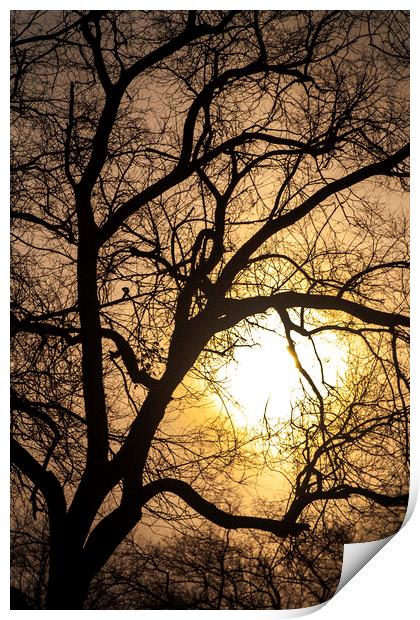 The Sun's Caught Up In A Tree Print by STEPHEN THOMAS