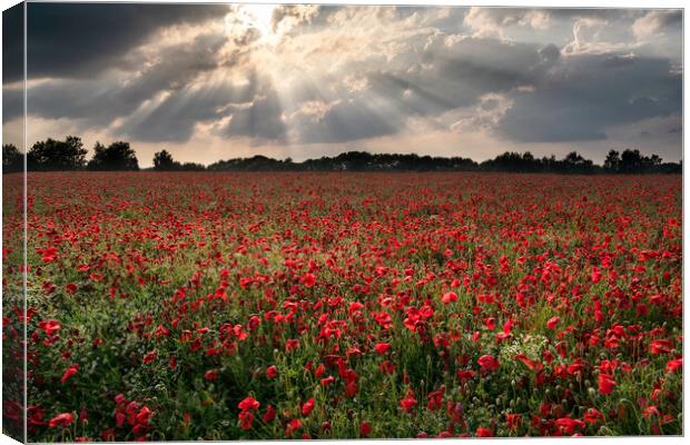 Poppies under a stormy sky Canvas Print by David Semmens