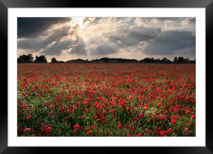 Poppies under a stormy sky Framed Mounted Print by David Semmens