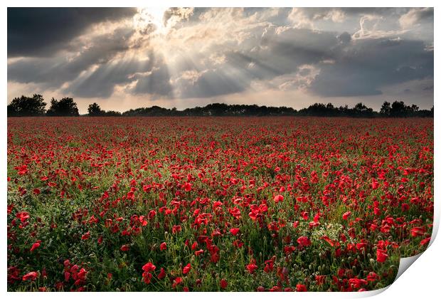 Poppies under a stormy sky Print by David Semmens